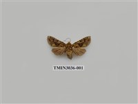 藏品(夜蛾697)的圖片